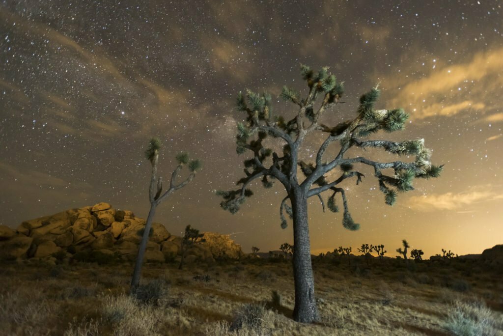 A joshua tree and night sky with rocks in the background. Taken at Joshua Tree National Park, California.